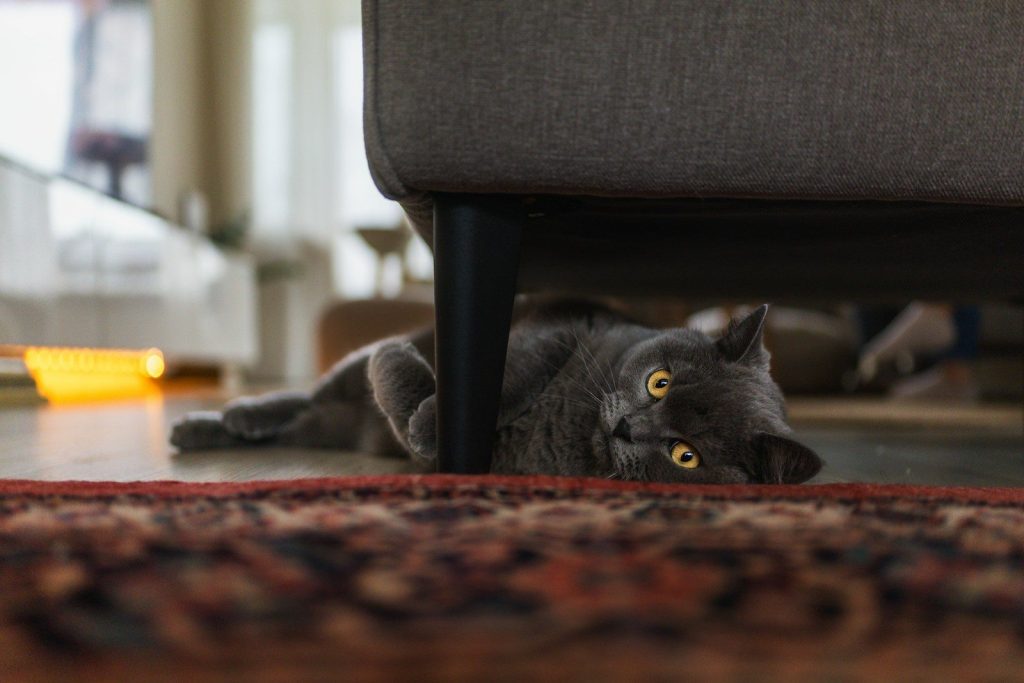A gray cat lies on a rug under a sofa.