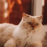 white persian cat on brown wooden table