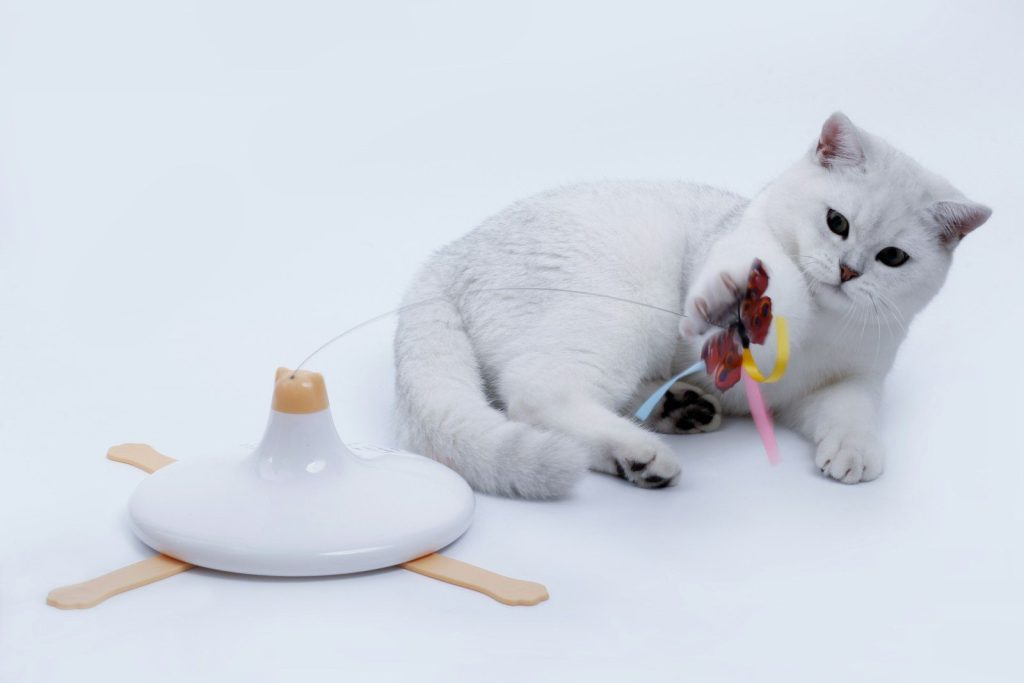 a cat with a toy