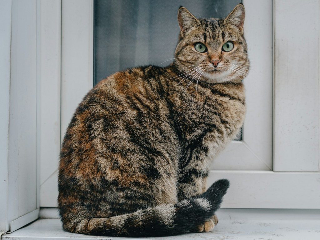 A cat is sitting on a window sill
