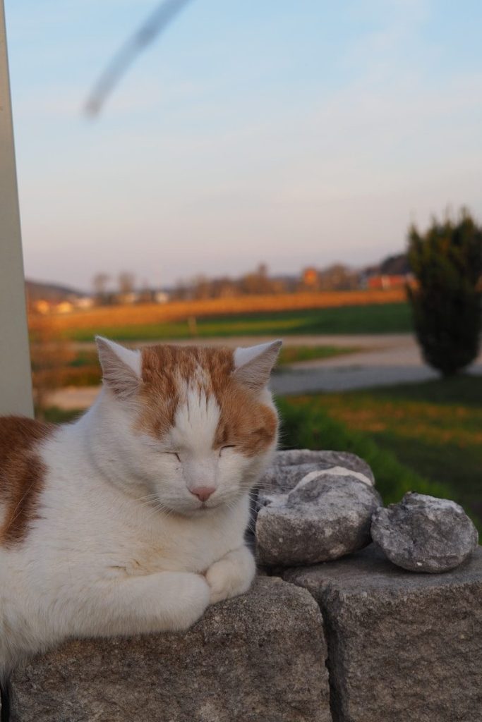 an orange and white cat laying on top of a stone wall