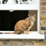 orange tabby cat on window sill