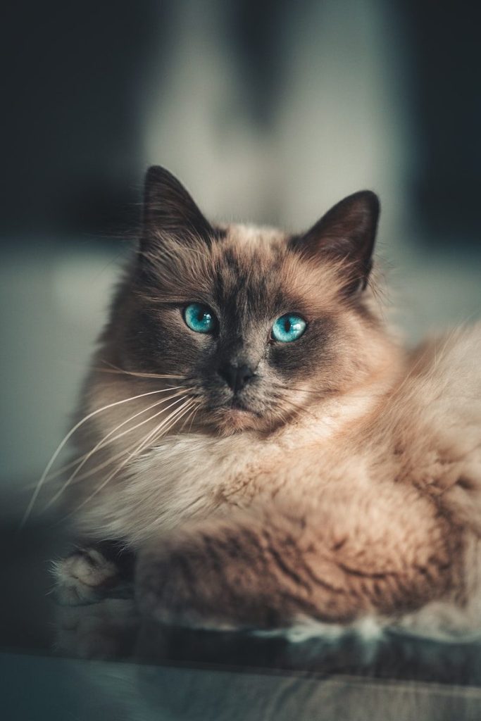 A cat with blue eyes laying on a table