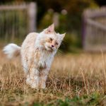 a cat walking across a grass covered field