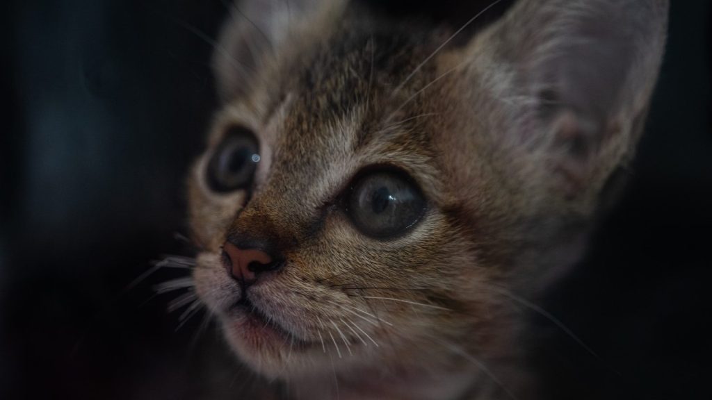 a cat with large eyes