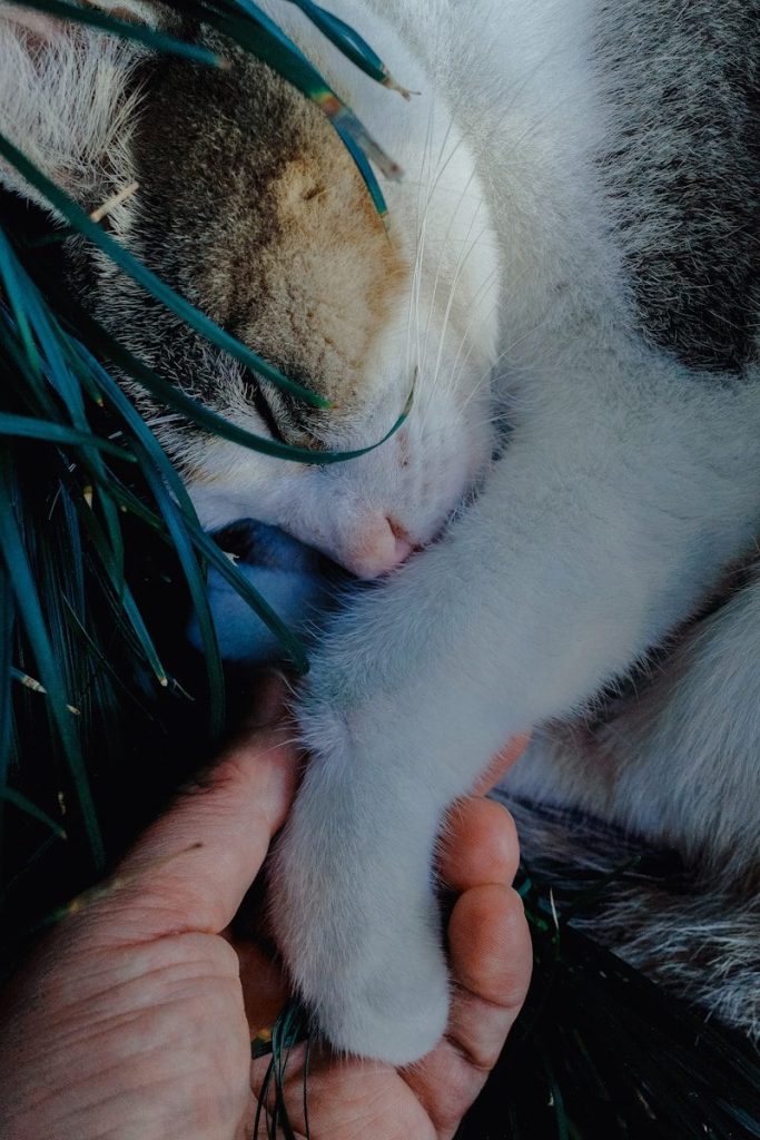 A person gently holds a sleeping cat's paw.