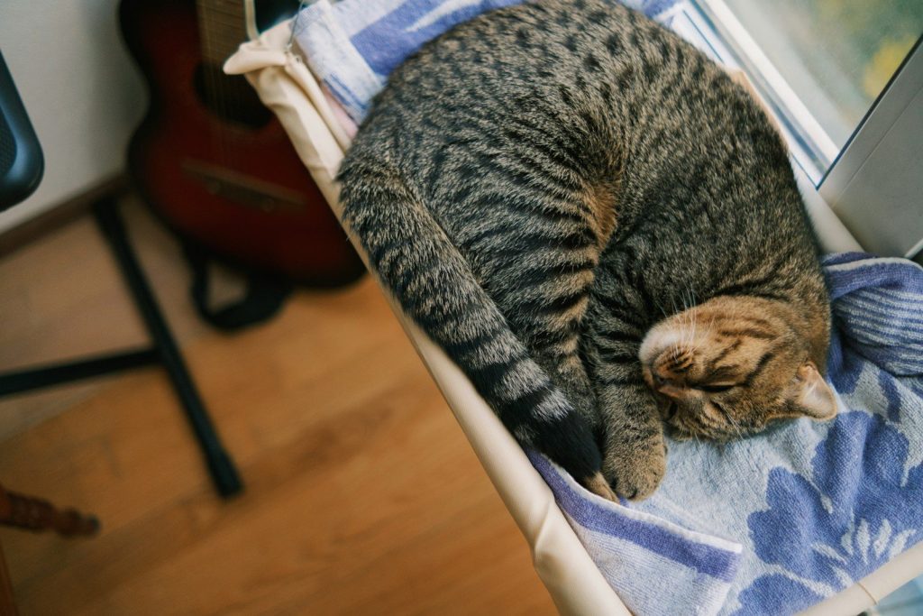A cat is sleeping on a blanket on the floor