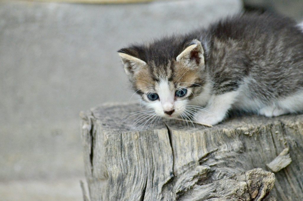 A small kitten sits on a wooden stump