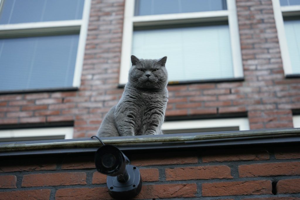 A grey cat sitting on top of a brick building