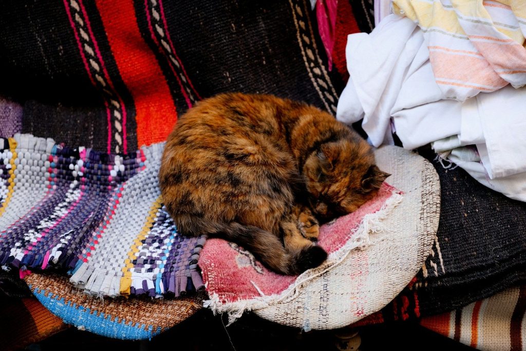 a cat sleeping on a pile of clothes