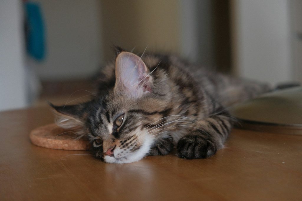 A cat laying on top of a wooden table