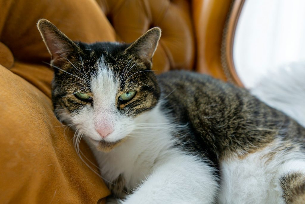 a cat laying on a couch with its eyes closed