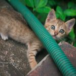 a kitten peeking out from behind a green hose