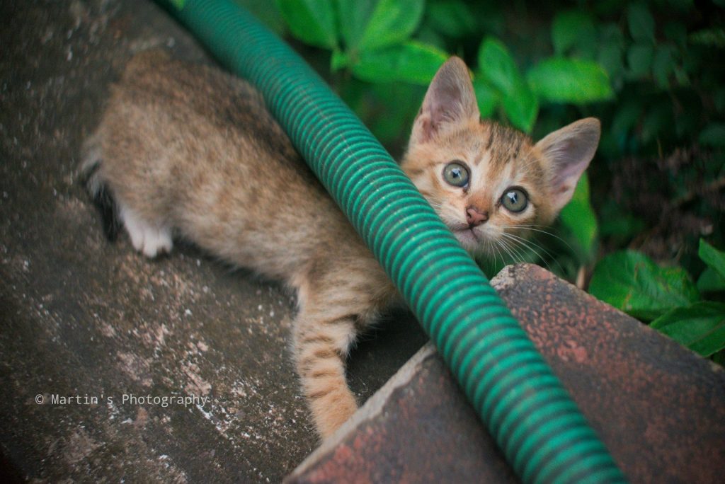 a kitten peeking out from behind a green hose