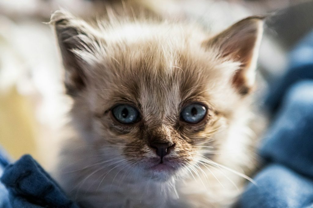 brown and white long fur cat
