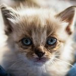 brown and white long fur cat