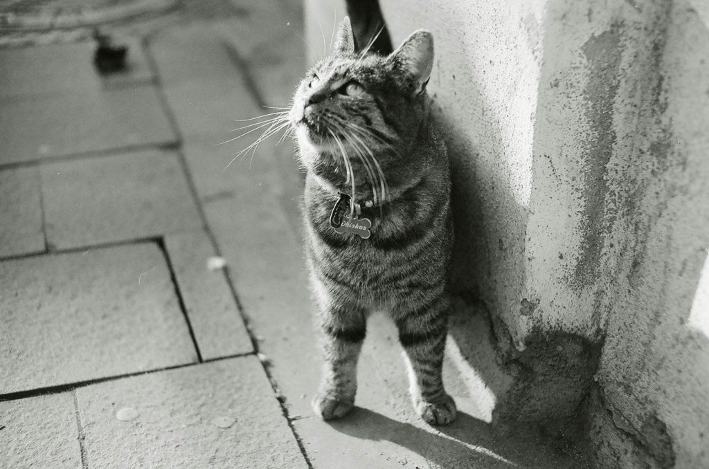 grayscale photo of cat beside wall