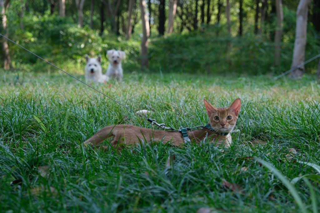 A small dog tied to a leash in the grass