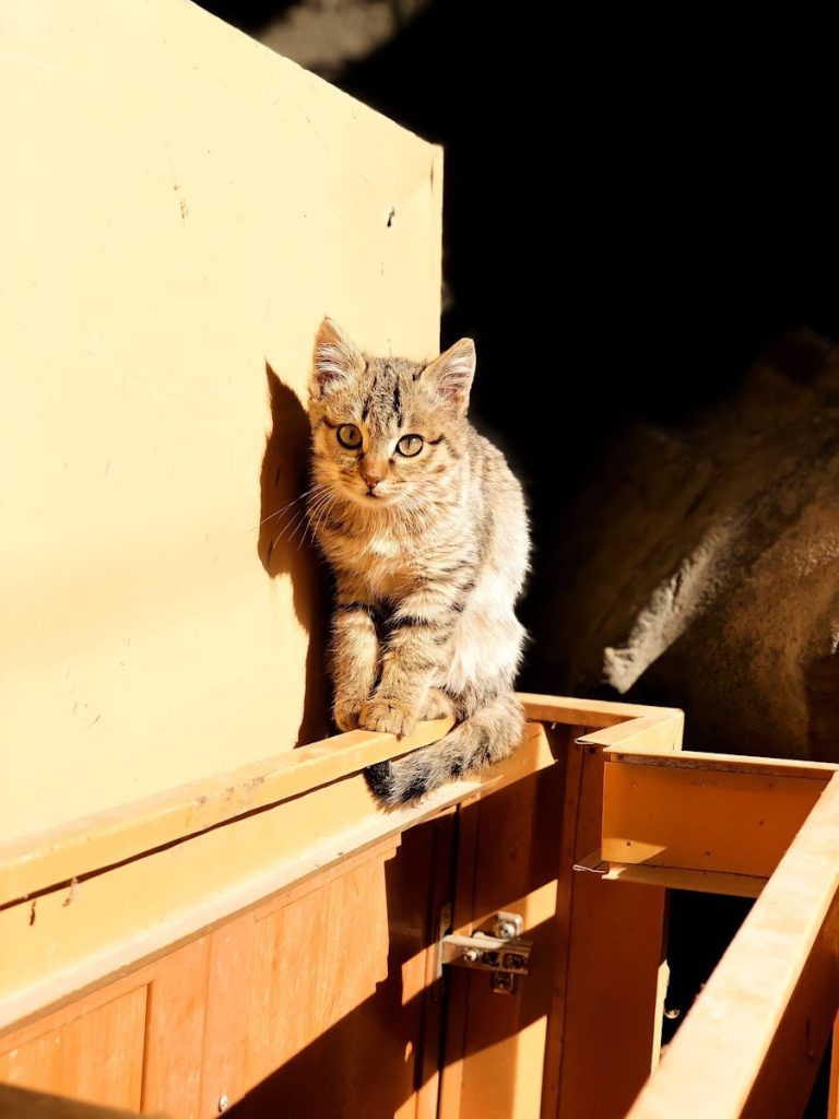 a cat sitting on top of a wooden door