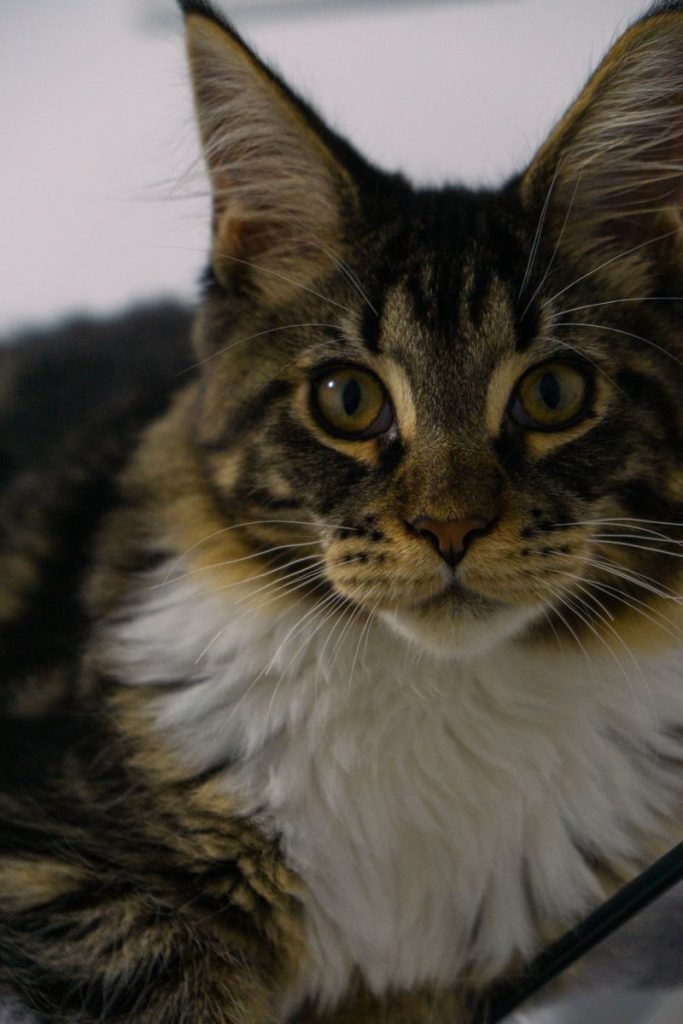 Detailed close-up of a Maine Coon cat displaying its unique features and expressions.