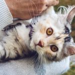 Adorable Maine Coon cat being held, showcasing its distinctive fur and bright eyes in a close-up shot.
