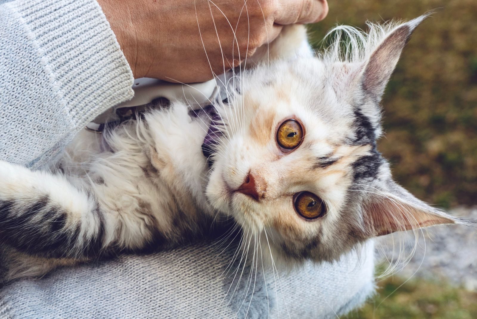 Adorable Maine Coon cat being held, showcasing its distinctive fur and bright eyes in a close-up shot.
