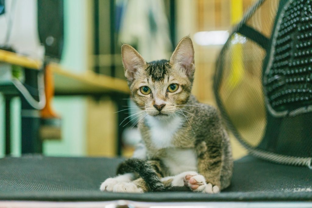 Adorable domestic cat sitting indoors with captivating eyes and whiskers.
