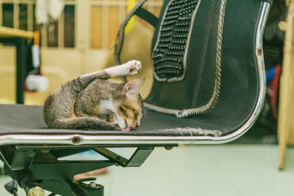 A cat intently licking itself while lounging on a black mesh office chair in a cozy indoor setting.