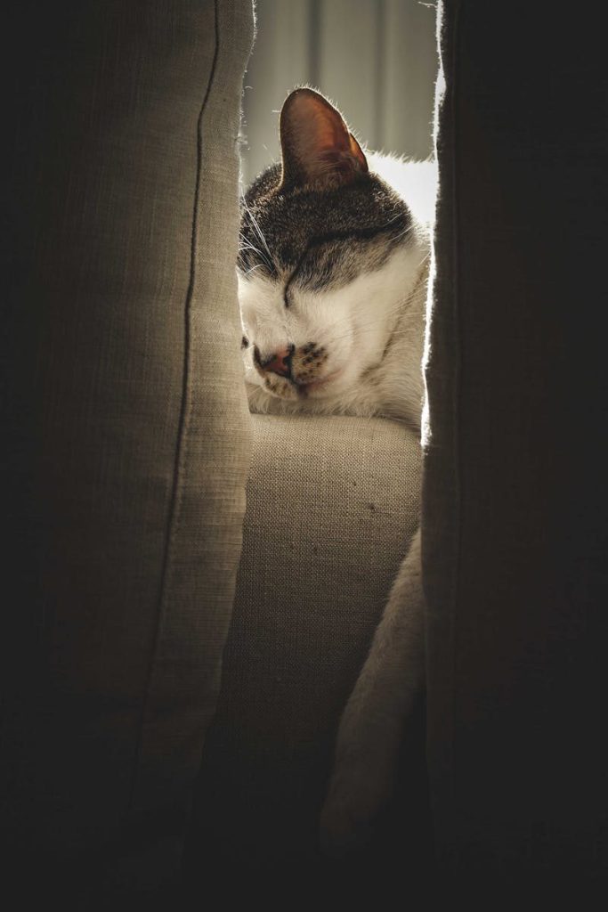 Adorable calm white cat with brown spots sleeping peacefully on comfortable sofa with cushions in room with sunlight at home