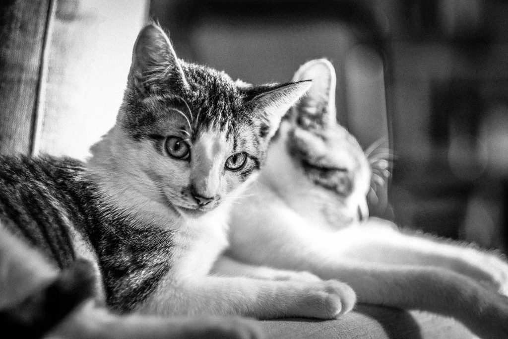 Black and white of domestic cats with spots lying on comfortable sofa in light room on blurred background at home