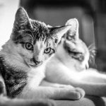 Black and white of domestic cats with spots lying on comfortable sofa in light room on blurred background at home