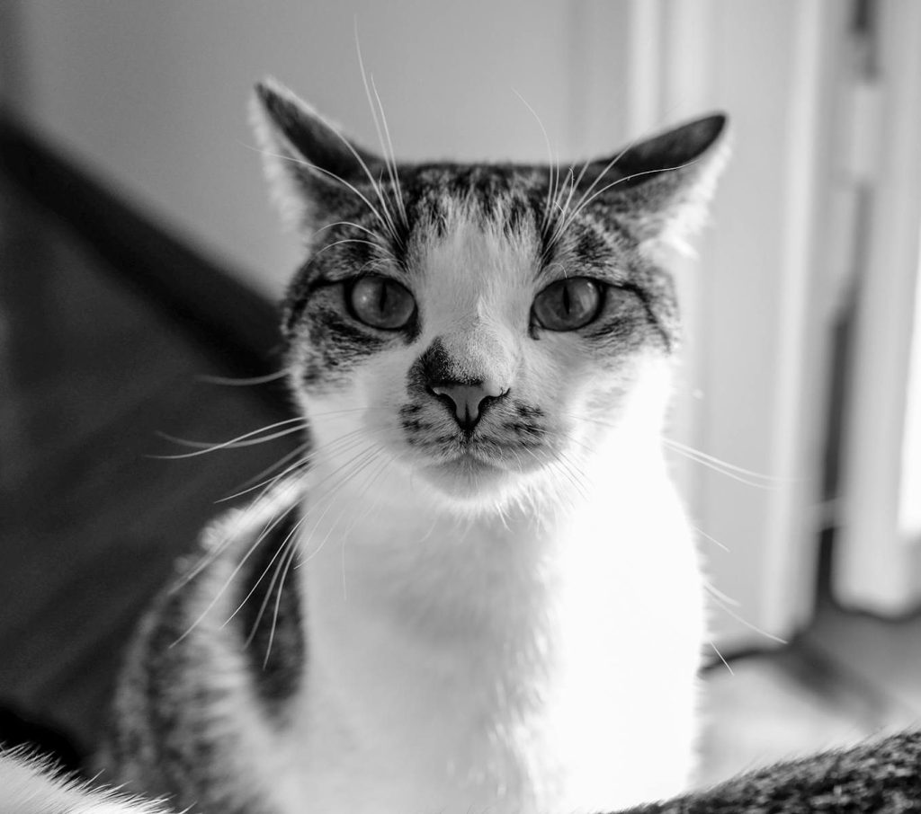 Black and white of cute curious cat with spots sitting in light room with doorway and bright sunlight at home