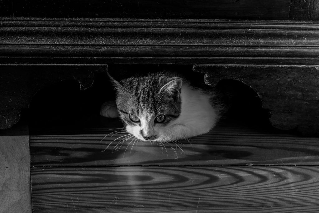 Black and white from above of adorable domestic cat with spots sitting in box with lid in light room at home