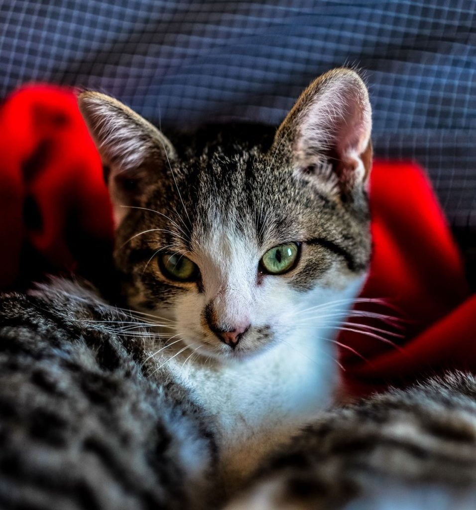 Adorable kitten with spotted fur and green eyes lying on comfortable bed with colorful blanket in light bedroom at home
