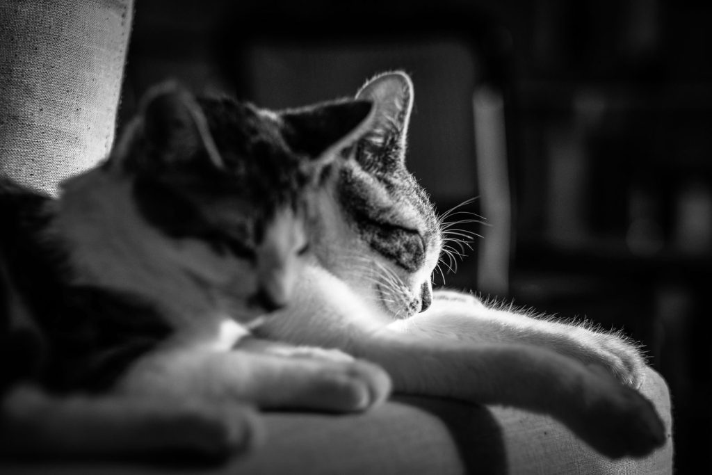 Adorable cats with spotted fur sleeping peacefully while lying on soft couch in room with bright sunlight on blurred background