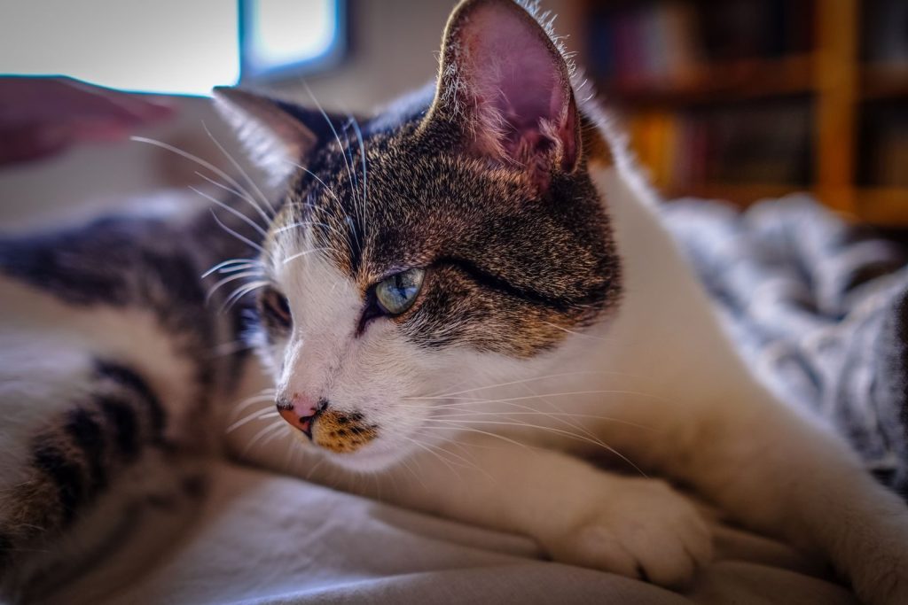 Adorable domestic cat with brown spots and whiskers lying peacefully on comfortable bed with blanket in light bedroom at home