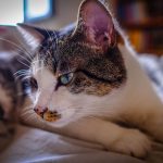 Adorable domestic cat with brown spots and whiskers lying peacefully on comfortable bed with blanket in light bedroom at home