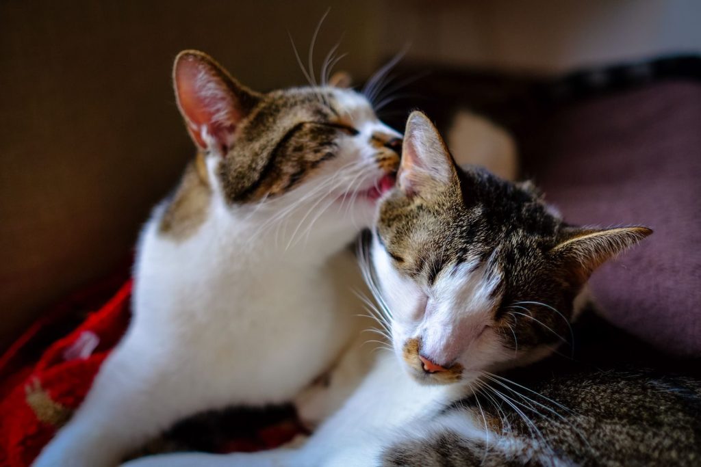 Adorable white domestic cats with brown spots licking heads while lying together on comfortable bed in light bedroom at home