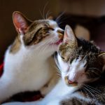 Adorable white domestic cats with brown spots licking heads while lying together on comfortable bed in light bedroom at home