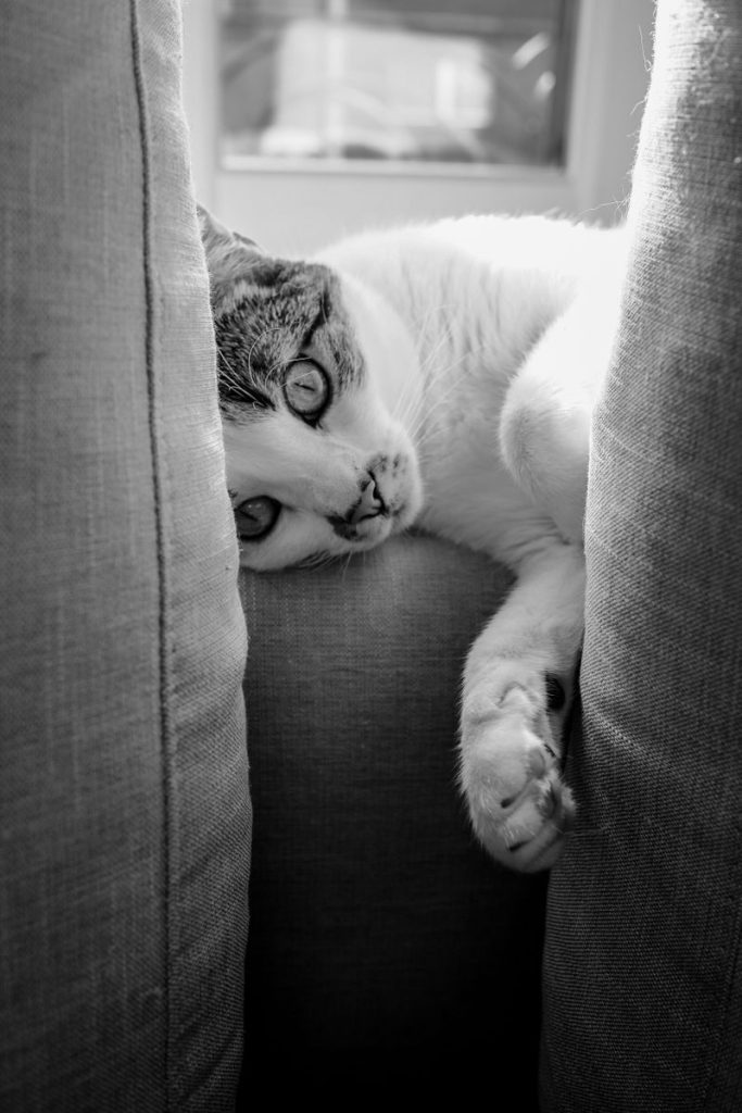 Black and white of cute hairy cat with spots lying on soft couch with pillows in light room at home