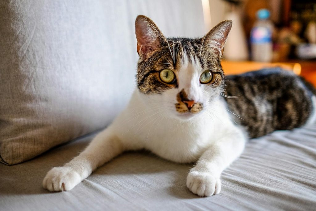 Adorable cat with brown spots and green eyes lying on comfortable sofa with cushion in light living room at home