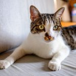 Adorable cat with brown spots and green eyes lying on comfortable sofa with cushion in light living room at home