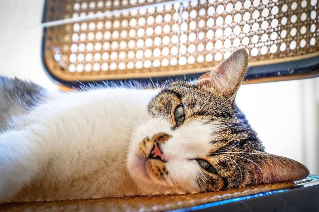 Adorable white domestic cat with brown spots looking at camera while lying on chair in room with sunlight at home