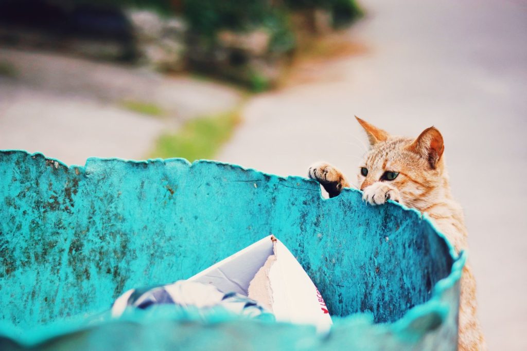 Stray cat near shabby trash can with litter on street with asphalt sidewalk on street of town on blurred background