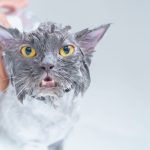 Close-up shot of a wet gray cat getting a bath. Perfect for pet care themes.