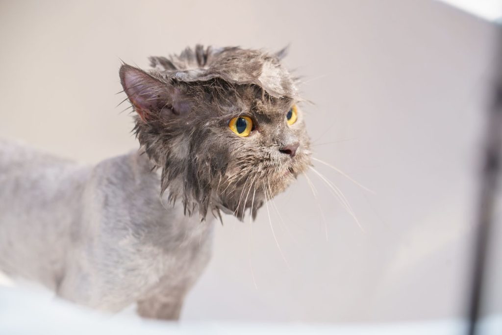 Close-up of a wet domestic cat with yellow eyes, after a bath.