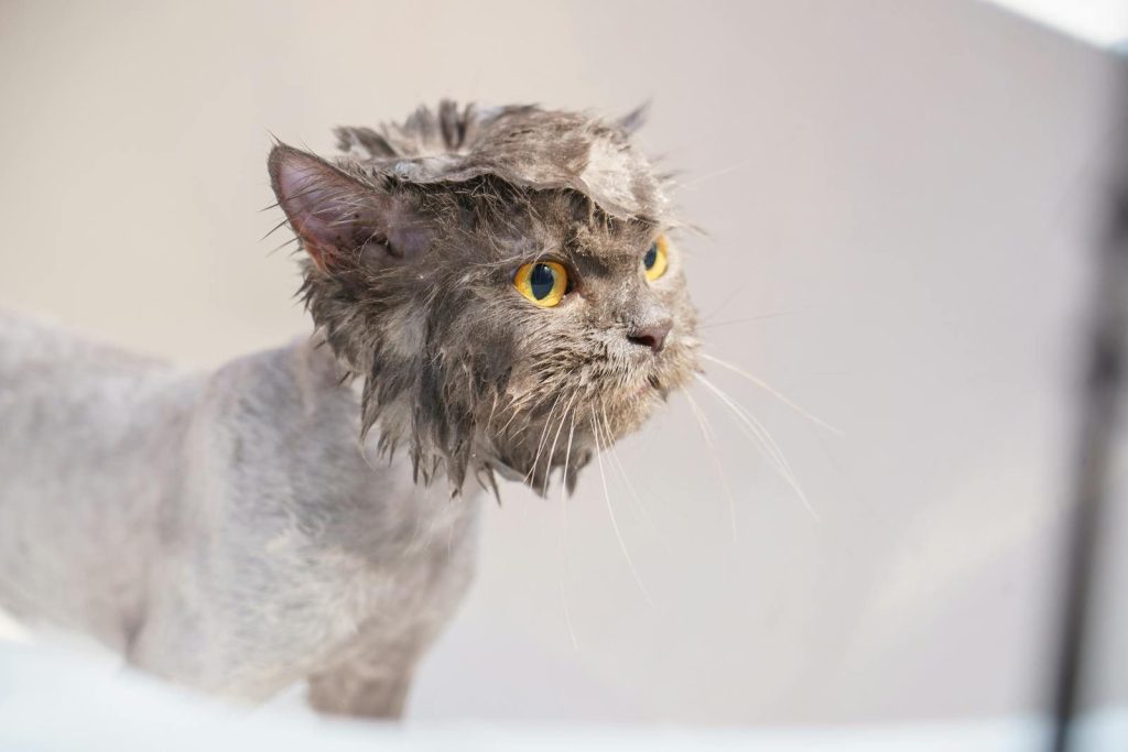 Close-up of a wet domestic cat with yellow eyes, after a bath.