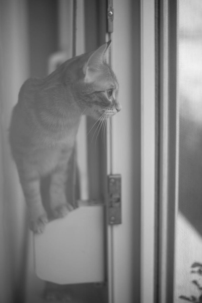 A cute tabby cat looking outside through a window in grayscale, creating a serene and intimate scene indoors.