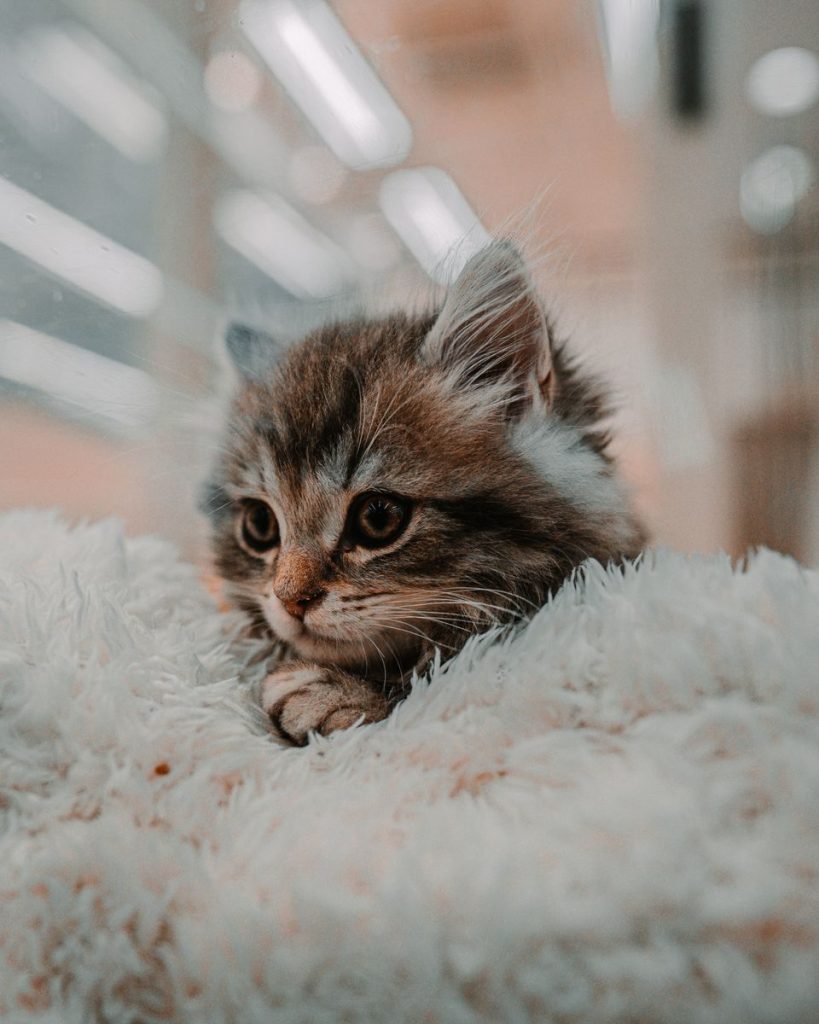 Close-up of a cute kitten lying on a plush, fluffy blanket indoors.