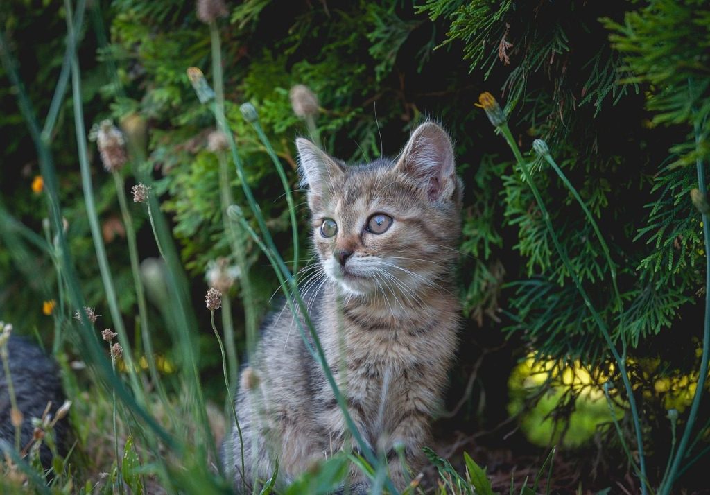cat, kitten, pet, young cat, animal, domestic, feline, mammal, grass, nature, eyes, fur, cat, cat, cat, cat, cat